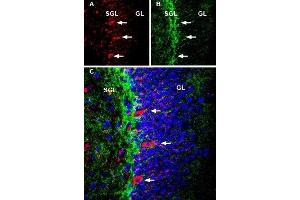 Multiplex staining of NMDAR1 and ASCT1 in mouse hippocampusImmunohistochemical staining of immersion-fixed, free floating rat brain frozen sections using Guinea pig Anti-NMDAR1 (GluN1) (extracellular) Antibody (ABIN7043243, ABIN7045402 and ABIN7045403), (1:600) and rabbit Anti-ASCT1 (SLC1A4) Antibody (ABIN7043665, ABIN7044821 and ABIN7044822), (1:300). (Glutamate Receptor, Ionotropic, N-Methyl D-Aspartate 1 (GRIN1) Peptid)