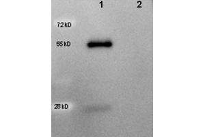 Western Blot of Peroxidase conjugated Rabbit anti-Goat IgG antibody. (Kaninchen anti-Ziege IgG (Heavy & Light Chain) Antikörper (HRP))