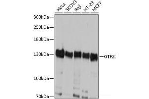 Western blot analysis of extracts of various cell lines using GTF2I Polyclonal Antibody at dilution of 1:1000.