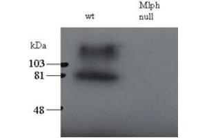 Western Blotting (WB) image for anti-Melanophilin (MLPH) (C-Term) antibody (ABIN2465941)