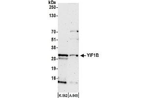 Western Blotting (WB) image for anti-Yip1 Interacting Factor Homolog B (YIF1B) (AA 1-50) antibody (ABIN7452670)