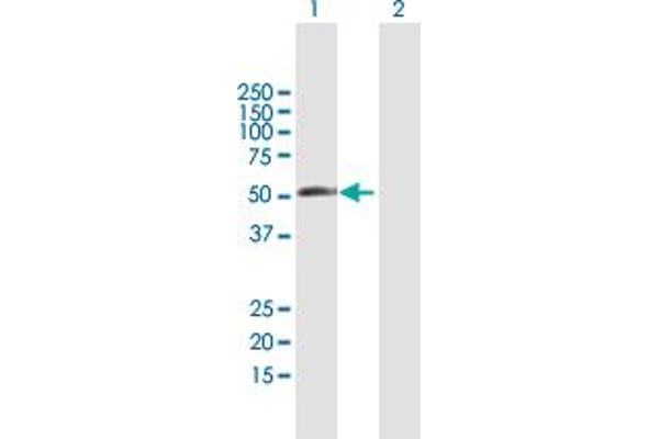 RBM23 antibody  (AA 1-424)