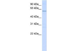 WB Suggested Anti-NETO2 Antibody Titration:  0. (NETO2 Antikörper  (N-Term))