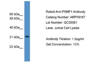 Western Blotting (WB) image for anti-Proteasome (Prosome, Macropain) Inhibitor Subunit 1 (PI31) (PSMF1) (Middle Region) antibody (ABIN2787963)