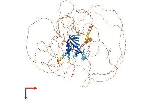 C11orf82 Protein (AA 1-998) (His tag)