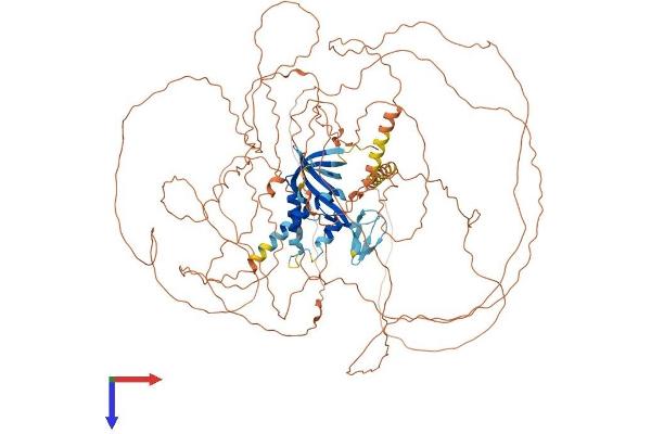 C11orf82 Protein (AA 1-998) (His tag)
