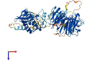 NEK8 Protein (AA 1-692) (His tag)