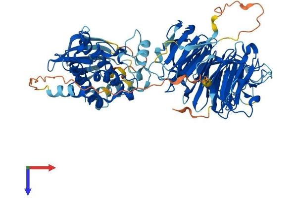 NEK8 Protein (AA 1-692) (His tag)