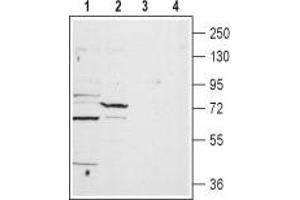 Western blot analysis of rat heart lysate (lanes 1 and 3) and liver membrane (lanes 2 and 4): - 1,2. (TPCN1 Antikörper  (2nd Lumenal Region))