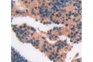 IHC-P analysis of Mouse Tissue, with DAB staining. (CD5L Antikörper  (AA 22-352))