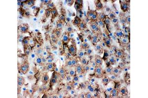 Anti-Zonula occludens protein 3 antibody, IHC(P) IHC(P): Mouse Liver Tissue (TJP3 Antikörper  (C-Term))