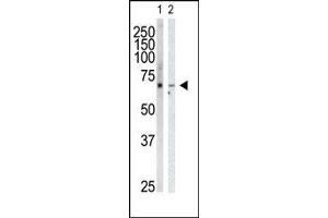 Western blot analysis of anti-GRK6 Pab in HeLa cell lysate (Lane 1) and mouse heart tissue lysate (Lane 2). (GRK6 Antikörper  (C-Term))