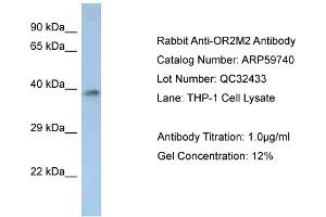 Western Blotting (WB) image for anti-Olfactory Receptor, Family 2, Subfamily M, Member 2 (OR2M2) (C-Term) antibody (ABIN2788188) (OR2M2 Antikörper  (C-Term))
