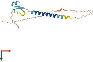 Testis Expressed 29 (TEX29) (AA 1-151) protein (His tag)