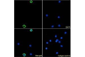 Immunofluorescence (IF) image for anti-C-Type Lectin Domain Family 4, Member A (CLEC4A) antibody (ABIN7072449)
