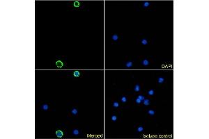 Immunofluorescence staining of human peripheral blood monocytes using anti-DCIR antibody 9E8. (Rekombinanter CLEC4A Antikörper)