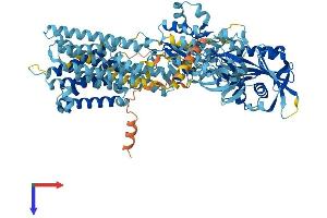 ATP2C2 Protein (AA 1-946) (His tag)