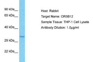 Host: Rabbit Target Name: OR5B12 Sample Type: THP-1 Whole Cell lysates Antibody Dilution: 1. (OR5B12 Antikörper  (C-Term))