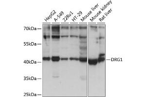 Western blot analysis of extracts of various cell lines, using DRG1 antibody (ABIN1679602, ABIN5664560, ABIN5664562 and ABIN6220451) at 1:1000 dilution. (DRG1 Antikörper  (AA 158-367))