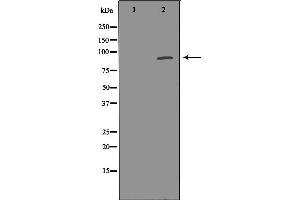 Western blot analysis of extracts of mouse brain, using PDE4D antibody.