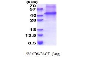 SDS-PAGE (SDS) image for GDNF Family Receptor alpha 3 (GFRA3) (AA 32-374) protein (His tag) (ABIN5853333) (GFRA3 Protein (AA 32-374) (His tag))
