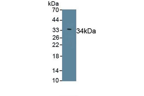 SLN Antikörper  (AA 1-31)
