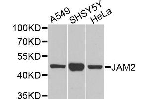 Western blot analysis of extracts of various cell lines, using JAM2 antibody. (JAM2 Antikörper)