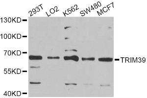 Western blot analysis of extracts of various cell lines, using TRIM39 Antibody (ABIN6003686) at 1/1000 dilution. (TRIM39 Antikörper)