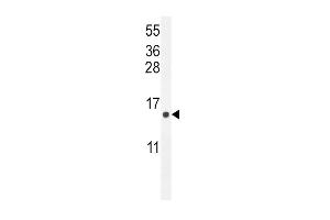 ATP6V0B Antibody (Center) (ABIN654391 and ABIN2844135) western blot analysis in  cell line lysates (35 μg/lane). (ATP6V0B Antikörper  (AA 104-131))