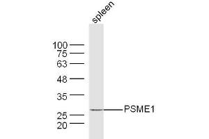 Mouse spleen lysates probed with PSME1 Polyclonal Antibody, Unconjugated  at 1:300 dilution and 4˚C overnight incubation. (PSME1 Antikörper  (AA 181-249))