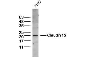 Human FHC lysates probed with Claudin 15 Polyclonal Antibody, Unconjugated  at 1:300 dilution and 4˚C overnight incubation. (Claudin 15 Antikörper  (AA 101-180))