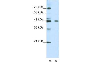 Western Blotting (WB) image for anti-Zinc Finger Protein 645 (ZNF645) antibody (ABIN2461310) (ZNF645 Antikörper)