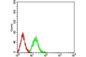 Flow cytometric analysis of Jurkat cells using Phospho-4E-BP1 (Ser65) mouse mAb (green) and negative control (red). (eIF4EBP1 Antikörper  (pSer65))