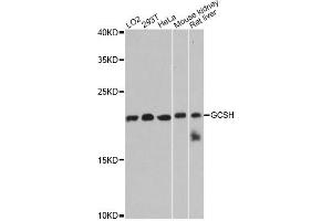 Western blot analysis of extracts of various cell lines, using GCSH antibody (ABIN6290441) at 1:3000 dilution. (GCSH Antikörper)