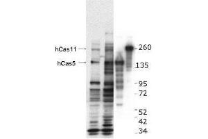 Western blot using  anti-hCASZ1 antibody.