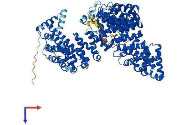 Transportin 1 Protein (TNPO1) (AA 1-898) (His tag)