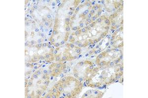 Immunohistochemistry of paraffin-embedded rat kidney using PEX3 antibody (ABIN5975508) at dilution of 1/100 (40x lens). (PEX3 Antikörper)