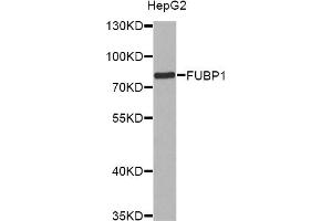 Western blot analysis of extracts of HepG2 cells, using FUBP1 antibody (ABIN6292083) at 1:1000 dilution. (FUBP1 Antikörper)