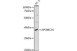 Western blot analysis of extracts of PC-3 cells, using G antibody (ABIN6129931, ABIN6137010, ABIN6137011 and ABIN6217659) at 1:1000 dilution. (APOBEC3G Antikörper  (AA 60-330))