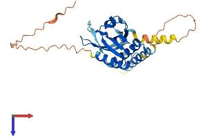 RTP1 Protein (AA 1-263) (His tag)