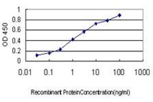 Detection limit for recombinant GST tagged HTRA2 is approximately 0. (HTRA2 Antikörper  (AA 359-458))