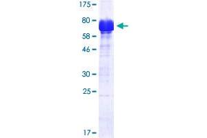 Image no. 1 for Cadherin 11 (CDH11) (AA 54-617) protein (His-DYKDDDDK-Strep II Tag) (ABIN2566064)