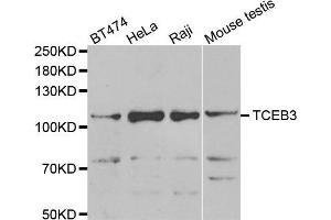 Western blot analysis of extracts of various cell lines, using TCEB3 antibody (ABIN5975459) at 1/1000 dilution. (TCEB3 Antikörper)
