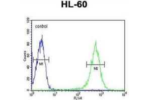 Flow cytometry analysis of HL-60 cells using EYA4 Antibody (C-term) Cat.
