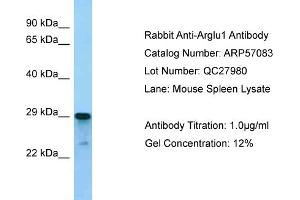 Western Blotting (WB) image for anti-Arginine and Glutamate Rich 1 (ARGLU1) (N-Term) antibody (ABIN2787054)