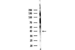 Western blot analysis of lysates from  cells(starvation 24h treatment), using TMO Antibody at 1/1000 dilution.