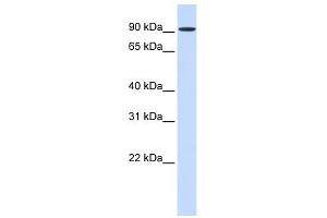HSPH1 antibody used at 1 ug/ml to detect target protein. (HSPH1 Antikörper  (Middle Region))