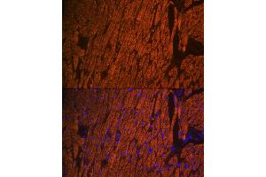 Immunofluorescence analysis of mouse heart using MYL2 Rabbit pAb (ABIN6133197, ABIN6144246, ABIN6144248 and ABIN6221136) at dilution of 1:100 (40x lens). (MYL2 Antikörper  (AA 1-166))