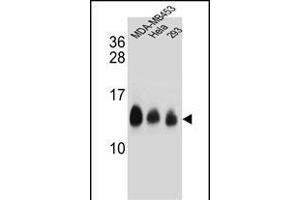 NDUFC2 Antibody (C-term) (ABIN654699 and ABIN2844392) western blot analysis in MDA-M,Hela,293 cell line lysates (35 μg/lane). (NDUFC2 Antikörper  (C-Term))