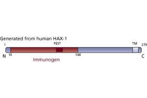 Image no. 1 for anti-HCLS1 Associated Protein X-1 (HAX1) (AA 10-148) antibody (ABIN968199)